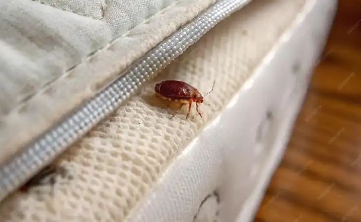 شركة مكافحة بق الفراش 01050003433 و3 طرق للتخلص من حشرة البق نهائيا